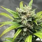 Ghost Train Haze Auto