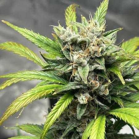 Ghost Train Haze Auto