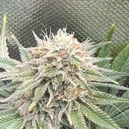 Gone Bananas