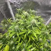 Northern Lights Zam