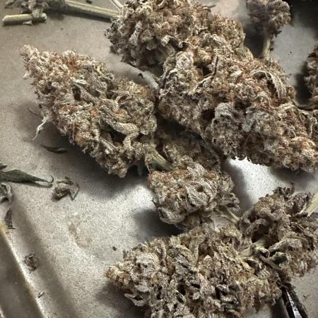 Humboldt Trainwreck x Pistachio