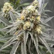 Humboldt Trainwreck x Pistachio