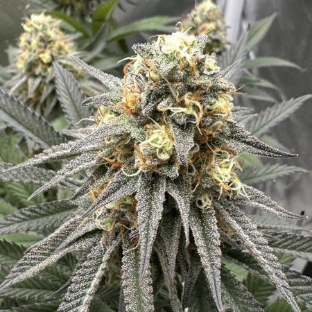 Humboldt Trainwreck x Pistachio