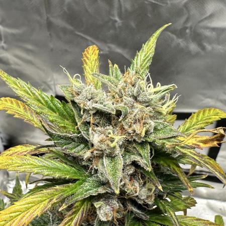 Ghost Train Haze Auto