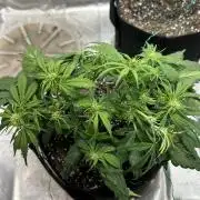 Blimburn Tangie Automatic