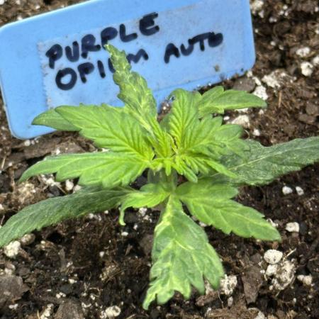 Purple Opium Automatic