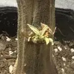 Zam Banana reveg