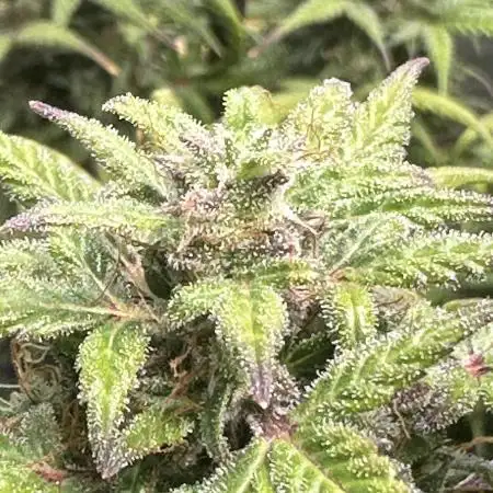 RQ Hulkberry Auto