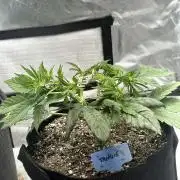 Blimburn Tangie Automatic