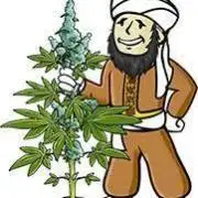 Purple Opium Automatic