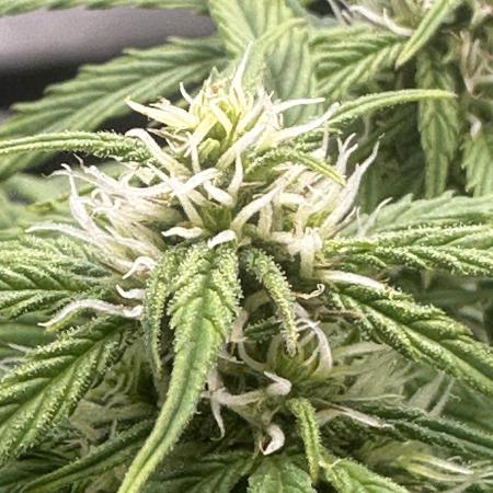 Blimburn Tangie Automatic