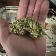 Divine Seeds Opium Auto