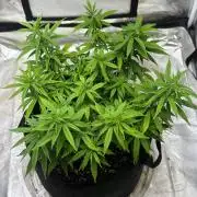 Northern Lights Zam
