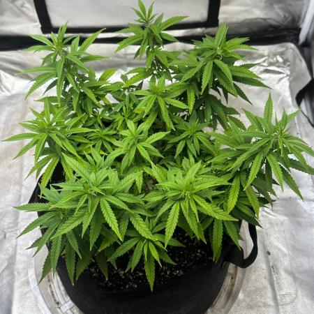Northern Lights Zam