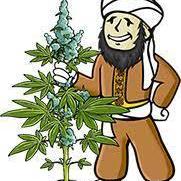 Purple Opium Automatic