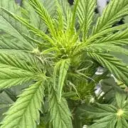 Ghost Train Haze Auto