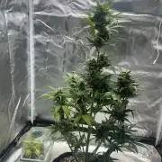 Ghost Train Haze Auto