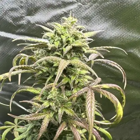 RQ Hulkberry Auto