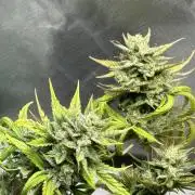 Twenty20 Whiskey Zulu Auto