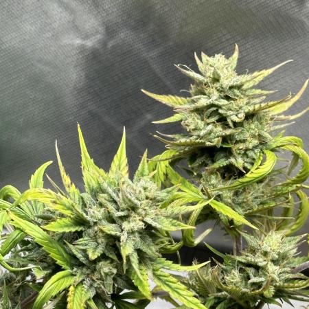 Twenty20 Whiskey Zulu Auto