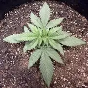 Northern Lights Zam