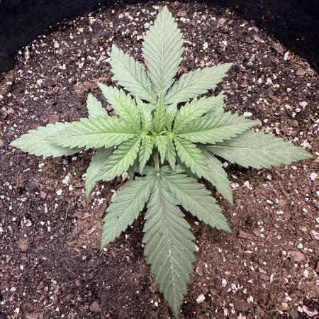 Northern Lights Zam