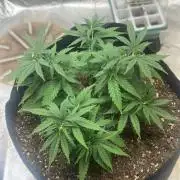 Northern Lights Zam