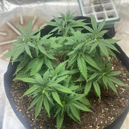 Northern Lights Zam
