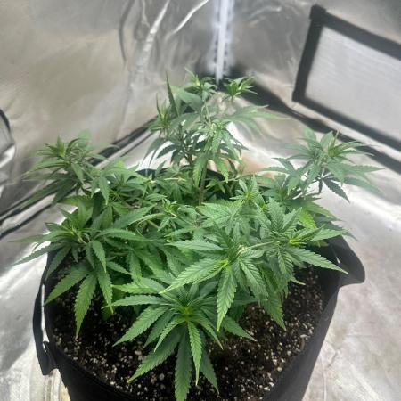 Northern Lights Zam