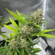 Northern Lights Zam