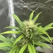 Ghost Train Haze Auto