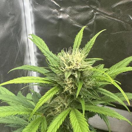 Ghost Train Haze Auto