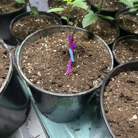 Fast buds