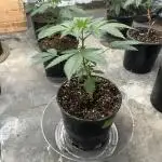 Fast buds