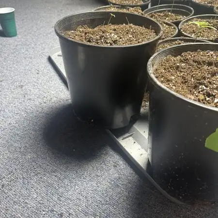 Fast buds