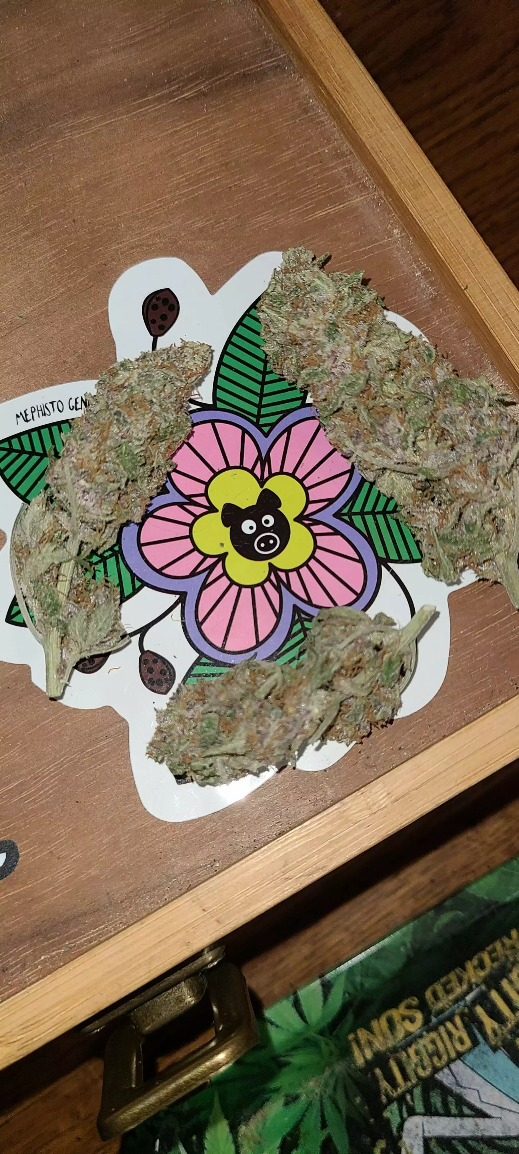 Jammy Dodgers #2 Seeds by Mephisto Genetics - GrowDiaries