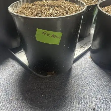 Fast buds