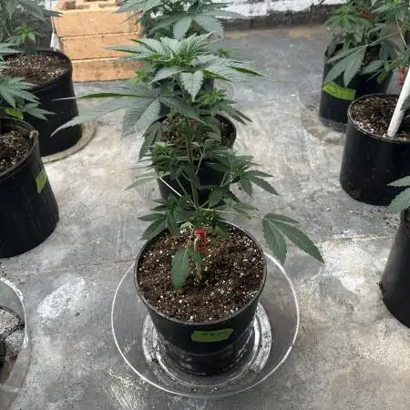 Fast buds