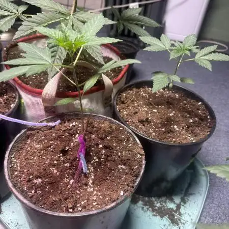 Fast buds