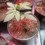 Fast buds
