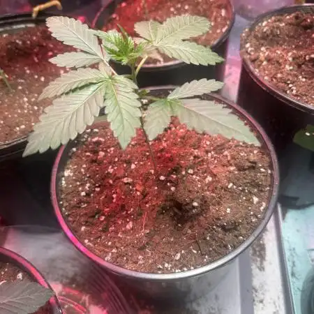 Fast buds