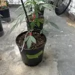 Fast buds