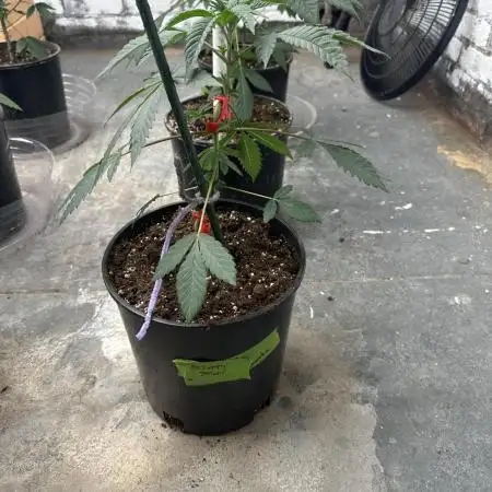 Fast buds