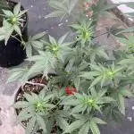 Fast buds