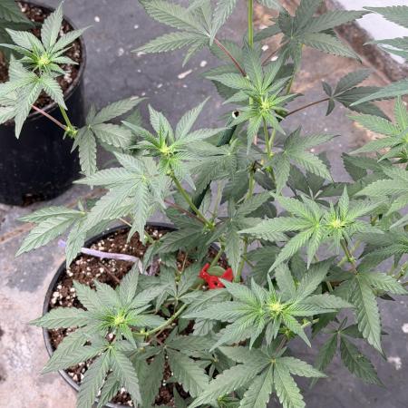 Fast buds
