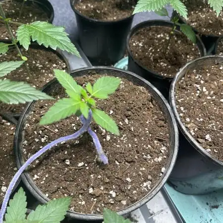 Fast buds
