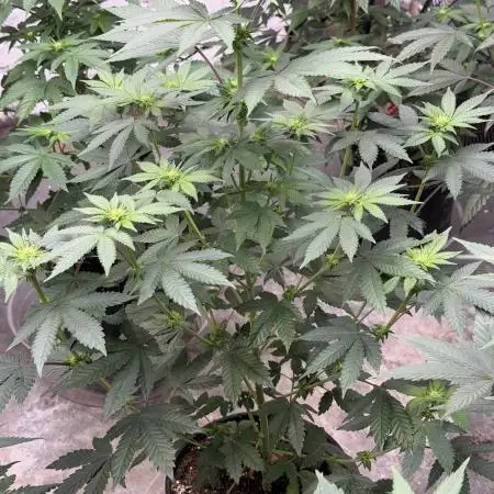 Fast buds