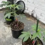 Fast buds