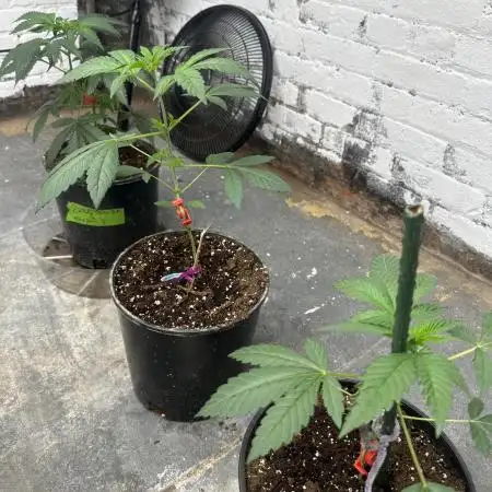 Fast buds