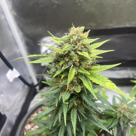 Strawberry banana X White Widow